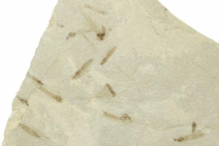 Crane Fly (Tipulidae) Mortality Plate - Green River Formation #244691